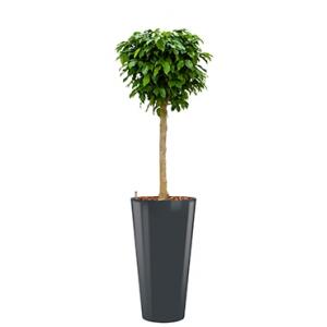 Premium All in 1 Hydrocultuur Ficus benjamina columnar rond antraciet