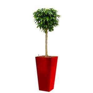 Premium All in 1 Hydrocultuur Ficus benjamina columnar vierkant rood