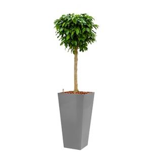 Premium All in 1 Hydrocultuur Ficus benjamina columnar vierkant zilver