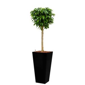 Premium All in 1 Hydrocultuur Ficus benjamina columnar vierkant zwart