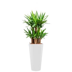 Premium All in 1 Hydrocultuur Yucca elephantipes rond wit