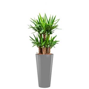 Premium All in 1 Hydrocultuur Yucca elephantipes rond zilver