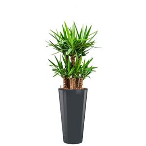 Premium All in 1 Hydrocultuur Yucca elephantipes rond antraciet