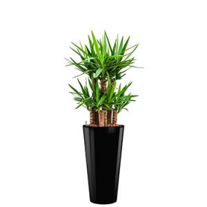 Premium All in 1 Hydrocultuur Yucca elephantipes rond zwart