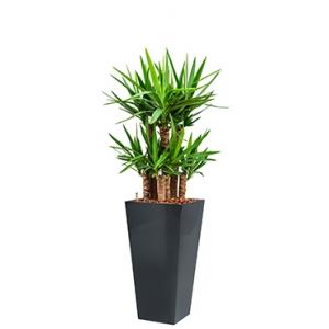 Premium All in 1 Hydrocultuur Yucca elephantipes vierkant antraciet