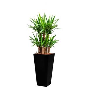 Premium All in 1 Hydrocultuur Yucca elephantipes vierkant zwart