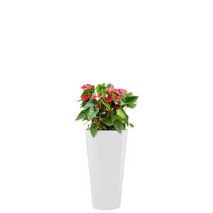 Standard All in 1 Hydrocultuur Anthurium sierra rond wit