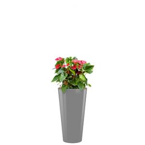 Standard All in 1 Hydrocultuur Anthurium sierra rond zilver