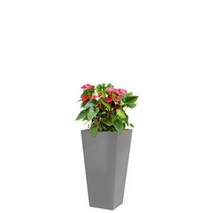 Standard All in 1 Hydrocultuur Anthurium sierra vierkant zilver