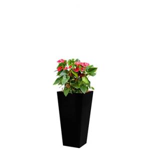 Standard All in 1 Hydrocultuur Anthurium sierra vierkant zwart