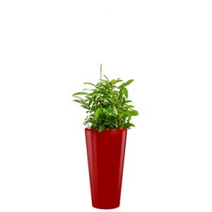 Standard All in 1 Hydrocultuur Dracaena surculosa sierra rond rood