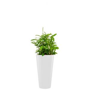 Standard All in 1 Hydrocultuur Dracaena surculosa rond wit