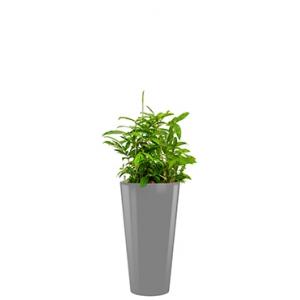 Standard All in 1 Hydrocultuur Dracaena surculosa rond zilver