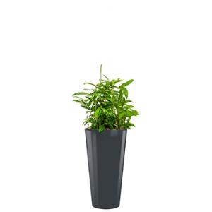 Standard All in 1 Hydrocultuur Dracaena surculosa rond antraciet