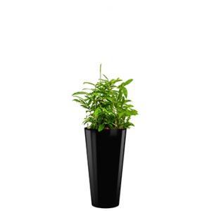 Standard All in 1 Hydrocultuur Dracaena surculosa rond zwart