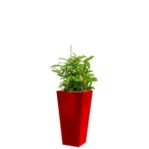 Standard All in 1 Hydrocultuur Dracaena surculosa vierkant rood