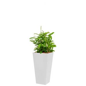 Standard All in 1 Hydrocultuur Dracaena surculosa vierkant wit