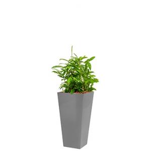 Standard All in 1 Hydrocultuur Dracaena surculosa vierkant zilver