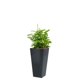 Standard All in 1 Hydrocultuur Dracaena surculosa vierkant antraciet