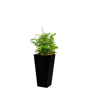 Standard All in 1 Hydrocultuur Dracaena surculosa vierkant zwart