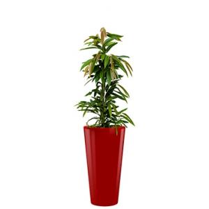 Standard All in 1 Hydrocultuur Ficus amstel rond rood