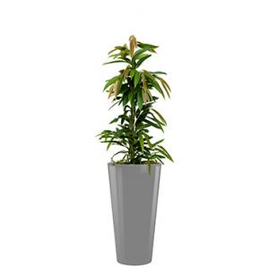 Standard All in 1 Hydrocultuur Ficus amstel rond zilver