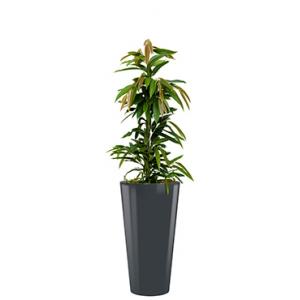 Standard All in 1 Hydrocultuur Ficus amstel rond antraciet