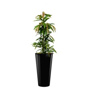 Standard All in 1 Hydrocultuur Ficus amstel rond zwart