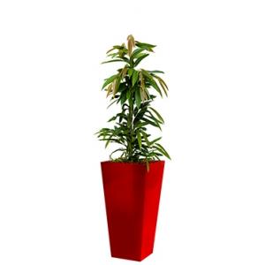 Standard All in 1 Hydrocultuur Ficus amstel vierkant rood