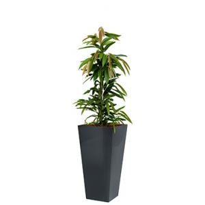 Standard All in 1 Hydrocultuur Ficus amstel vierkant antraciet