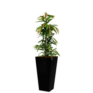 Standard All in 1 Hydrocultuur Ficus amstel vierkant zwart