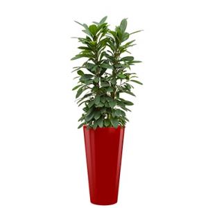 Standard All in 1 Hydrocultuur Ficus cyathistipula rond rood