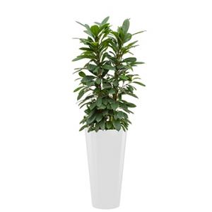 Standard All in 1 Hydrocultuur Ficus cyathistipula rond wit