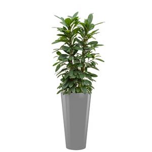 Standard All in 1 Hydrocultuur Ficus cyathistipula rond zilver