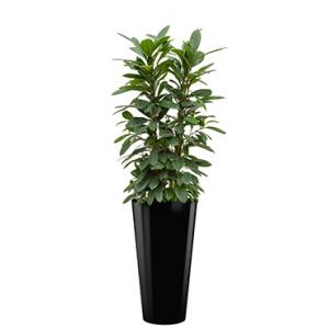 Standard All in 1 Hydrocultuur Ficus cyathistipula rond zwart