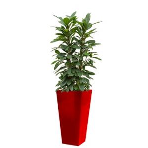 Standard All in 1 Hydrocultuur Ficus cyathistipula vierkant rood