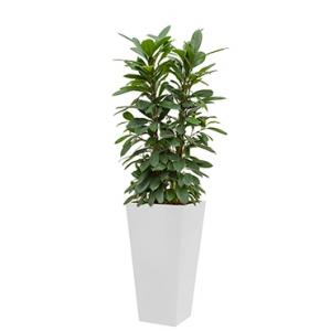 Standard All in 1 Hydrocultuur Ficus cyathistipula vierkant wit