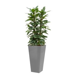 Standard All in 1 Hydrocultuur Ficus cyathistipula vierkant zilver