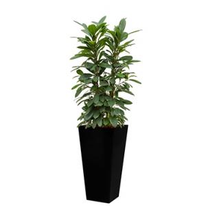 Standard All in 1 Hydrocultuur Ficus cyathistipula vierkant zwart