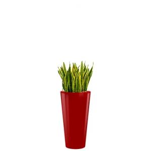 Standard All in 1 Hydrocultuur Sansevieria laurentii rond rood