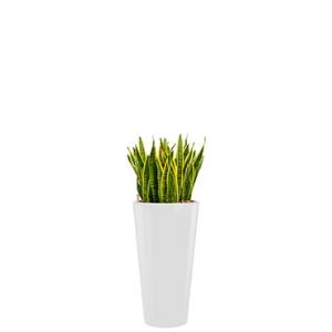 Standard All in 1 Hydrocultuur Sansevieria laurentii rond wit