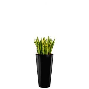 Standard All in 1 Hydrocultuur Sansevieria laurentii rond zwart