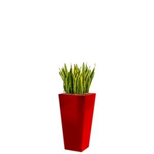 Standard All in 1 Hydrocultuur Sansevieria laurentii vierkant rood