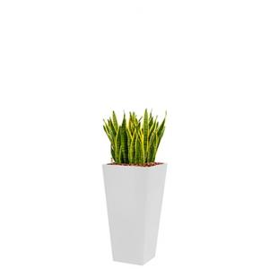 Standard All in 1 Hydrocultuur Sansevieria laurentii vierkant wit