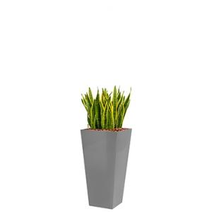 Standard All in 1 Hydrocultuur Sansevieria laurentii vierkant zilver