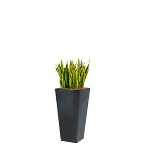 Standard All in 1 Hydrocultuur Sansevieria laurentii vierkant antraciet