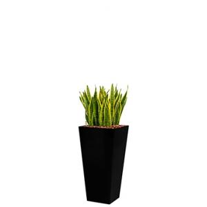 Standard All in 1 Hydrocultuur Sansevieria laurentii vierkant zwart