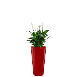 Standard All in 1 Hydrocultuur Spathiphyllum mont blanc rond rood