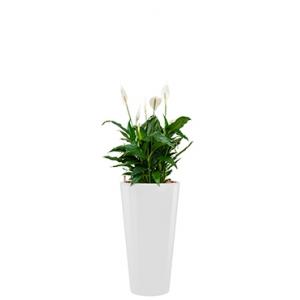 Standard All in 1 Hydrocultuur Spathiphyllum mont blanc rond wit