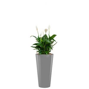 Standard All in 1 Hydrocultuur Spathiphyllum mont blanc rond zilver